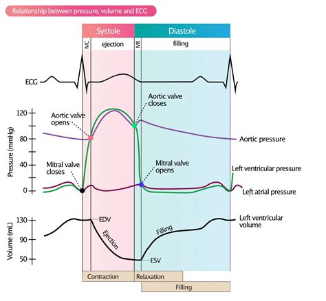 lv pressure systole diastole|normal lv end diastolic pressure.